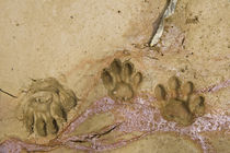 Jaguar Footprints von Danita Delimont