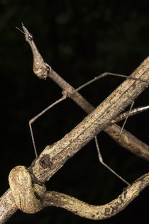 Jumping Stick Insect by Danita Delimont