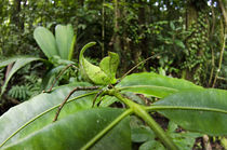 Leaf Katydid von Danita Delimont