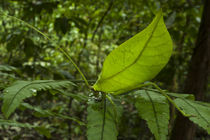 Leaf Katydid by Danita Delimont