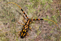 Orange & Black Long-horned Beetle von Danita Delimont