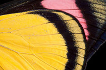 Painted Beauty Butterfly von Danita Delimont