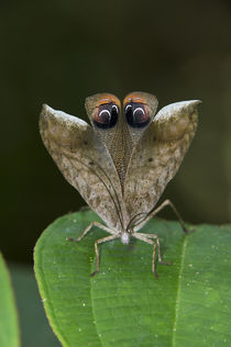 Peacock Katydid wing eye-spot by Danita Delimont