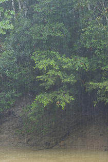 Rain in forest von Danita Delimont