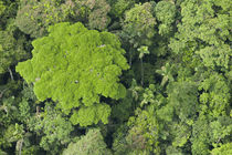 Rainforest Canopy Yasuni by Danita Delimont