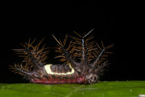 Saddleback Moth Caterpillar von Danita Delimont