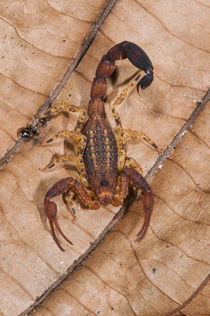 Scorpion Juvenile, Yasuni National Park, Amazon Rainforest, ... von Danita Delimont