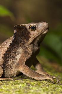 South American Crested Toad by Danita Delimont