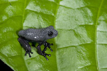 Tree Frog juvenile von Danita Delimont