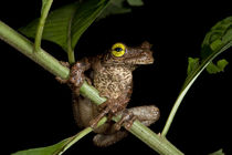 Tree Frog Osteocephalus taurinus by Danita Delimont