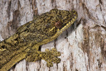 Turnip-tailed Gecko von Danita Delimont