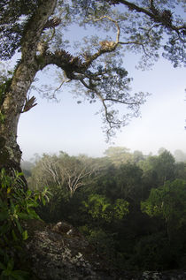 Rainforest Canopy from treetop von Danita Delimont