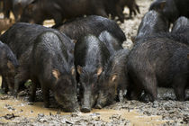 White-lipped Peccary at Saltlick by Danita Delimont