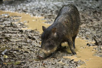 White-lipped Peccary at Saltlick by Danita Delimont