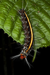Wild Silk Moth Caterpillar by Danita Delimont