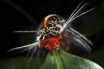Wild Silk Moth Caterpillar von Danita Delimont