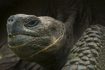 Galapagos Giant Tortoise by Danita Delimont