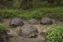 Galapagos Giant Tortoise by Danita Delimont