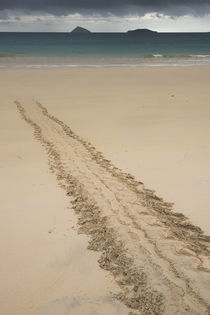 Galapagos Green Sea Turtle tracks Floreana by Danita Delimont
