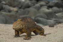 Galapagos Land Iguana von Danita Delimont