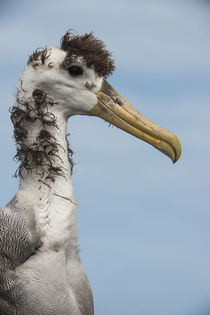 Waved Albatross juvenile by Danita Delimont