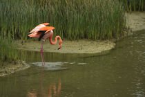 Greater Flamingo by Danita Delimont