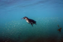 Galapagos Penguin by Danita Delimont