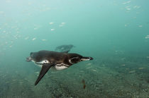 Galapagos Penguin von Danita Delimont