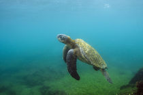 Galapagos Green Sea Turtle underwater by Danita Delimont