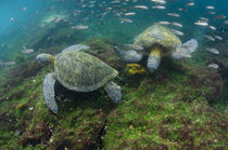 Galapagos Green Sea Turtle underwater von Danita Delimont