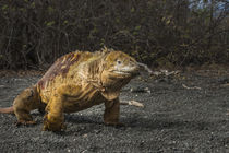 Galapagos Land Iguana by Danita Delimont