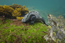 Marine Iguana underwater by Danita Delimont