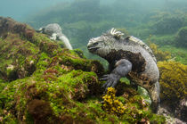 Marine Iguana underwater by Danita Delimont