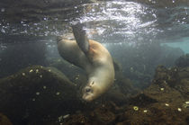 Galapagos Sealion underwater by Danita Delimont