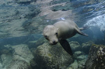 Galapagos Sealion underwater by Danita Delimont