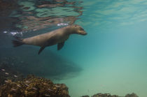 Galapagos Sealion underwater von Danita Delimont