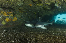 White-tipped Reef Shark by Danita Delimont