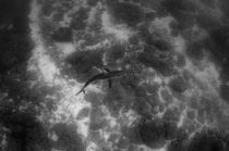 Galapagos Shark by Danita Delimont