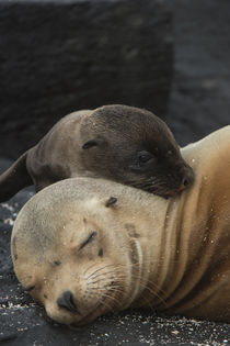 Galapagos Sealion Mother & new pup by Danita Delimont