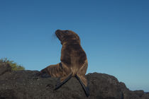Galapagos Sealion Pup by Danita Delimont