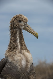 Waved Albatross juvenile von Danita Delimont