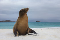 Galapagos Sealion by Danita Delimont