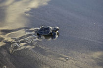 Releasing turtle hatchlings to the sea by Danita Delimont