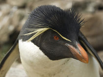 Portrait of rockhopper penguin. Credit as: Ellen Anon / Jayn... by Danita Delimont