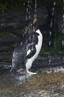 Rockhopper penguin bathing in waterfall. Credit as: Ellen An... by Danita Delimont
