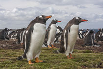 South America, Falkland Islands, Bleaker Island by Danita Delimont