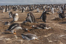 South America, Falkland Islands, Sea Lion Island von Danita Delimont