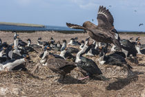 South America, Falkland Islands, Bleaker Island von Danita Delimont