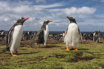South America, Falkland Islands, Bleaker Island von Danita Delimont