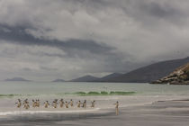 South America, Falkland Islands, Saunders Island by Danita Delimont